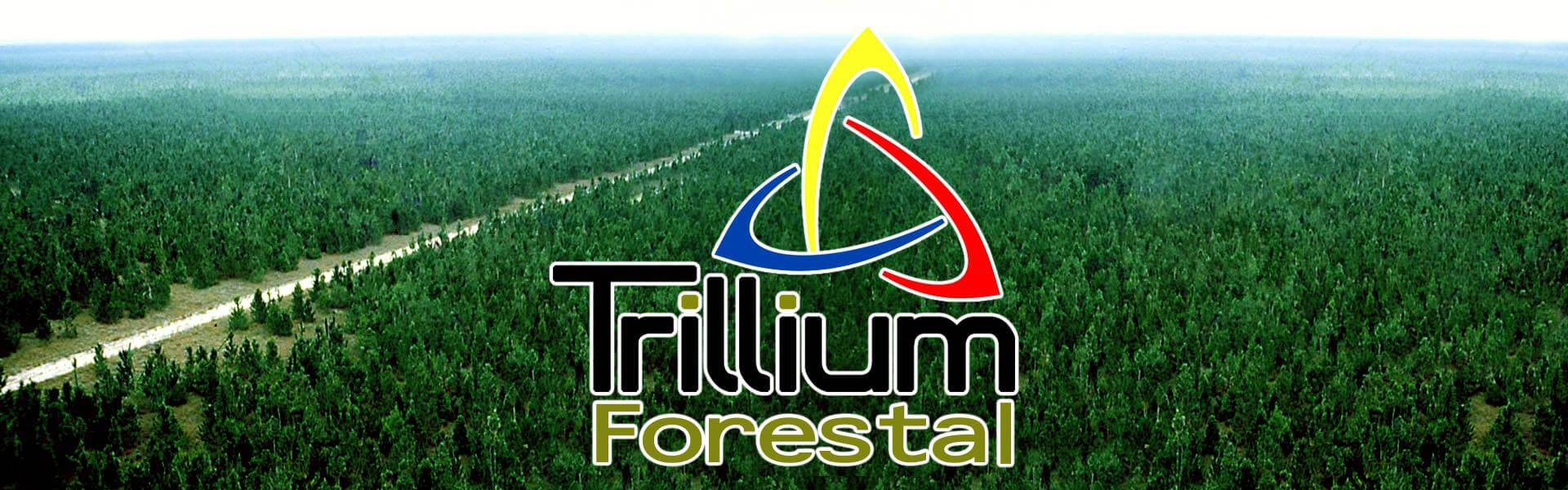 Forestal Trillium