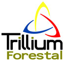 Forestal Trillium